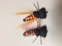 Cicada Bottom.jpg