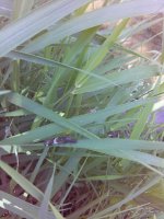 rps20130605_090238_681.jpg