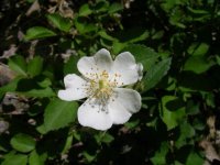 Resize of flower 1.JPG