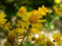 Resize of flower 2.JPG