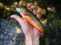 Resize of fish2.JPG