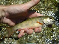 Resize of fish1.jpg