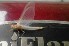 IMG_20130606_112057-1.jpg