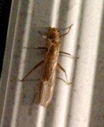Stonefly.jpg