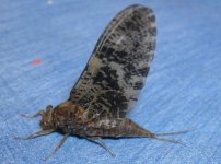 speckled wing dun 6-1-07B (640x478).jpg