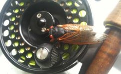 Clarks Cicada.jpg