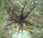 Clarks  Big spider.jpg