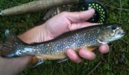 Clarks brookie.jpg