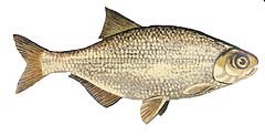 240px-Hiodon_tergisus_NOAA.jpg