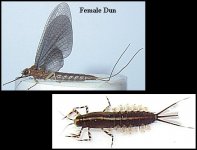 Iso Dun & Nymph.jpg