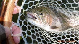 19 Inch Rainbow.JPG