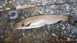 20 Inch Rainbow.JPG