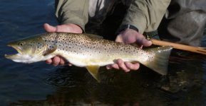 21 Inch Brown at Bull Pasture.jpg