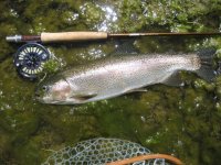 19 Inch Rainbow (2).JPG