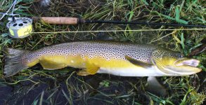 24.25 inches.jpg
