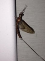 bug.jpg