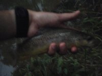 Codorus Brown 1.jpg