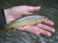 Codorus Brown 2.jpg