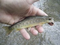 Codorus Brown 3.jpg