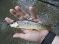 Codorus Brown 4.jpg