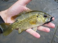 Rock Bass.jpg