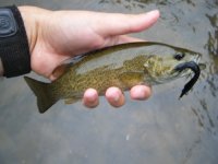 Smallie 2.jpg