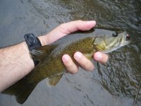 Smallie 4.jpg
