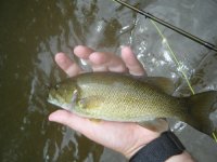 Smallie 5.jpg
