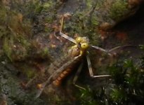 HC mayfly 7-09-2013.jpg