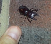 beetle.jpg