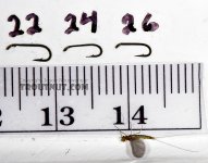 bugs to expect (2).jpg