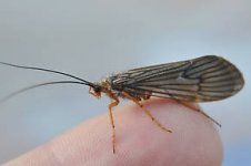 bugs to expect (1).jpg