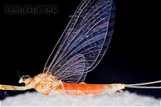 bugs to expect (3).jpg