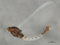 Paraleptophlebia guttata.jpg
