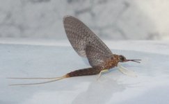 Isosarus.jpg