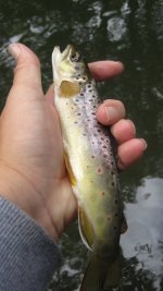 Img_0046.jpg