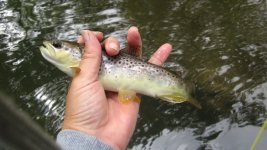 Img_0049.jpg