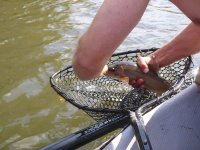 bow in net.JPG