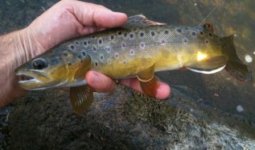 Penns Creek Brown 1.jpg