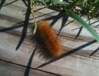 Wooly Bear.jpg