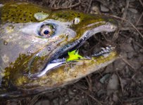 Eye of Coho Salmon.jpg