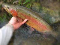 big_rainbow-2.jpg