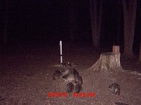 raccoons.JPG