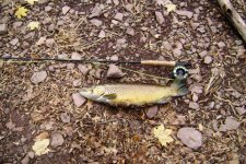 Tributary brown in New York.jpg