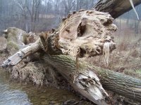 Muddy tree 120513.jpg
