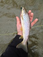 DonegalBrown2.2.9.2014.jpg