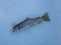 brown trout 3_9_2014.jpg