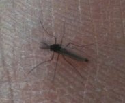 Black Midge 1.jpg
