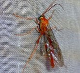 wasp.JPG