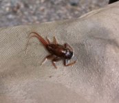 Little Sandy Nymph.jpg